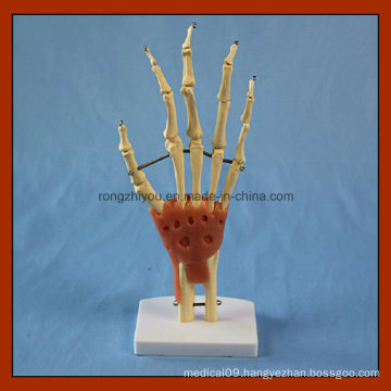 Desk Type Model Natural Size Hand Joint Skeleton Model with Ligaments